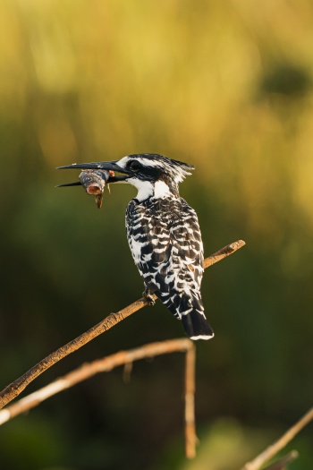 "Pied Kingfisher" mit seinem Fischfang