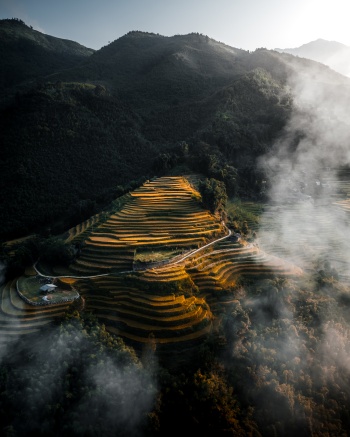 Misty Autumn Morning in Vietnam's Golden Terraces