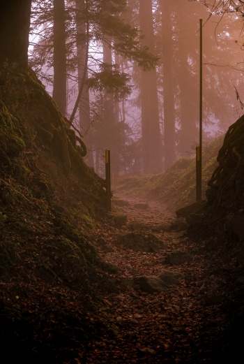 Foggy Path