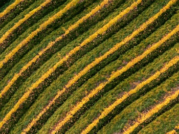 Golden Vineyards