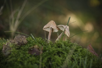 Pilz im Herbstambiente