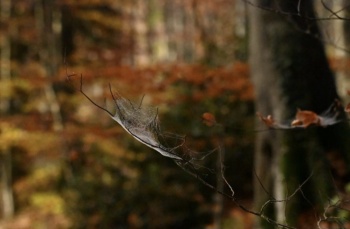 Toile d'araignée dans forêt automnale