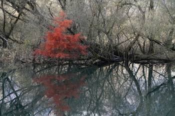 automne aux bolle de Magadino