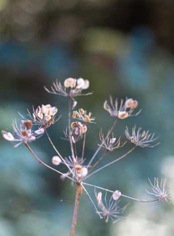 Daucus automnalis