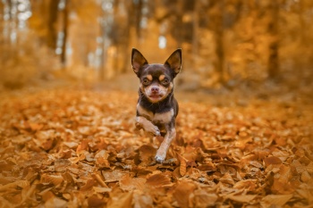 Herbstfreude