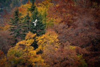 un ballet de plumes d'automne