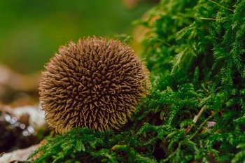 Der Igelbovist ein hübscher "Geselle" im herbstlichen Wald