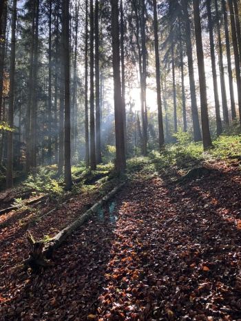 Herbstwald