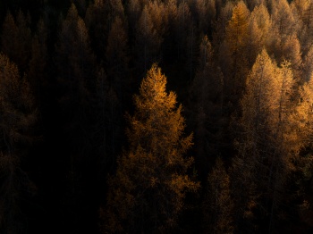 Licht im Herbstwald