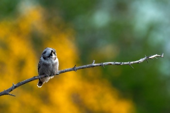 Herbstgeflüster: Der stille Blick der Sperbereule