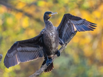 Kormoran im Herbstkleid