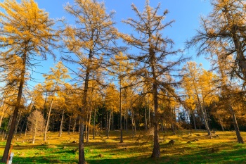 Magie des sous-bois