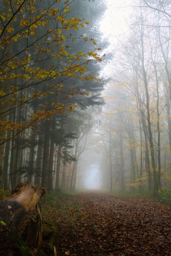 Forêt automnale