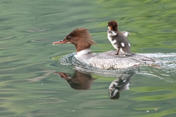 Mama-Taxi