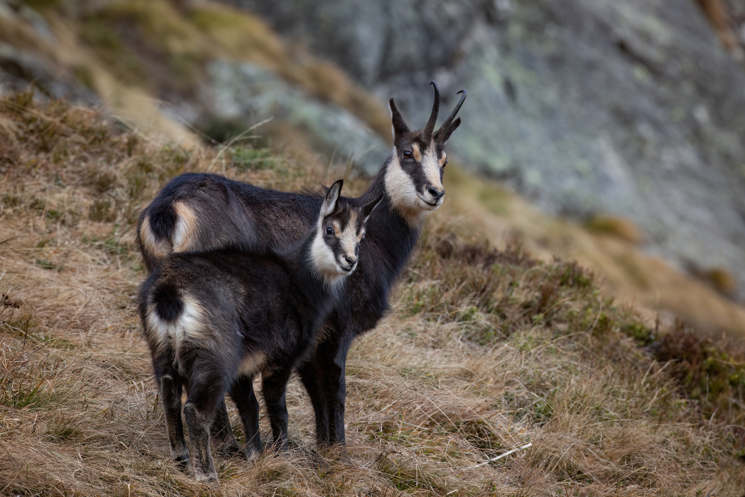 Gämsgeiss mit ihrem Kitz