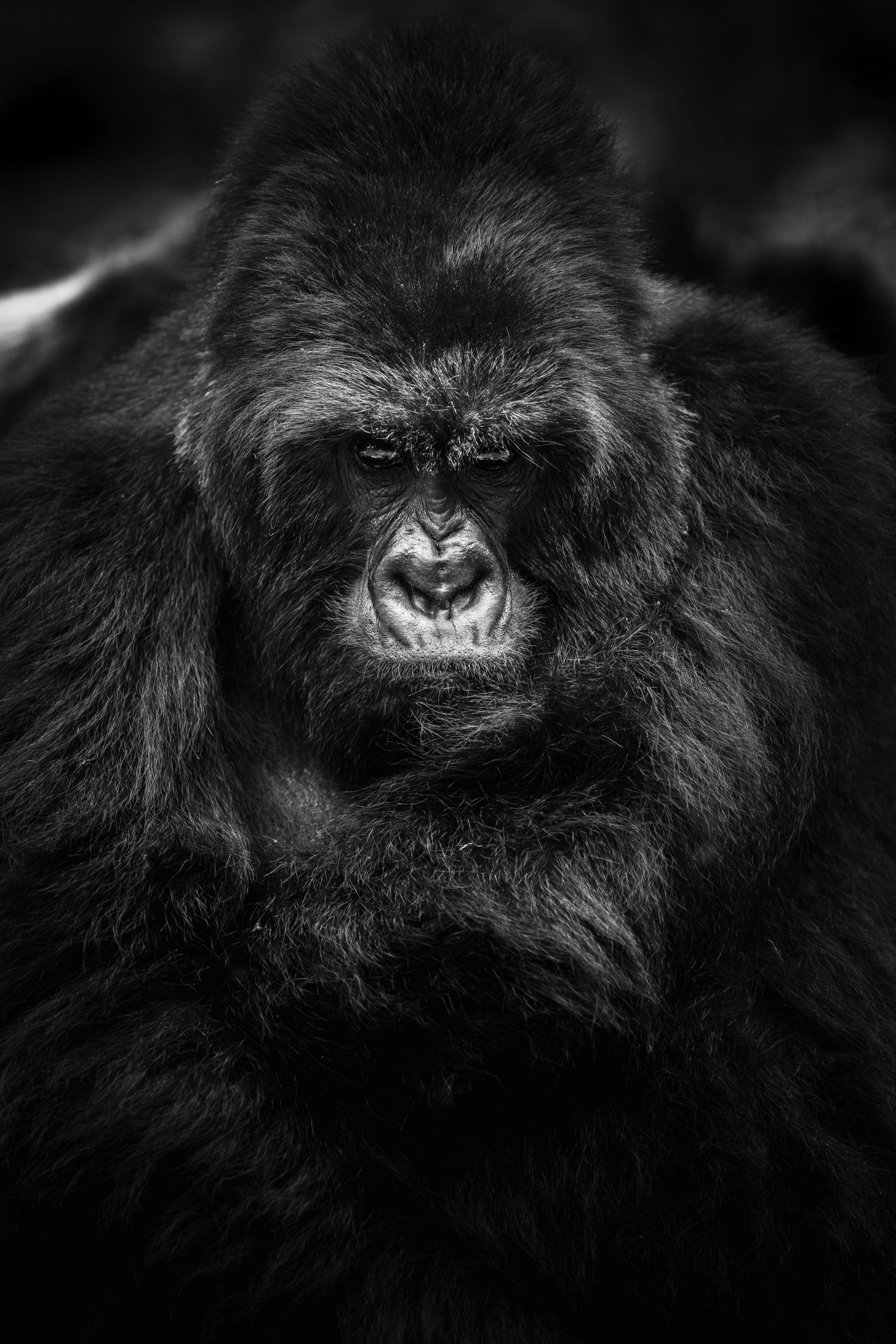 Der Blick / Le regard