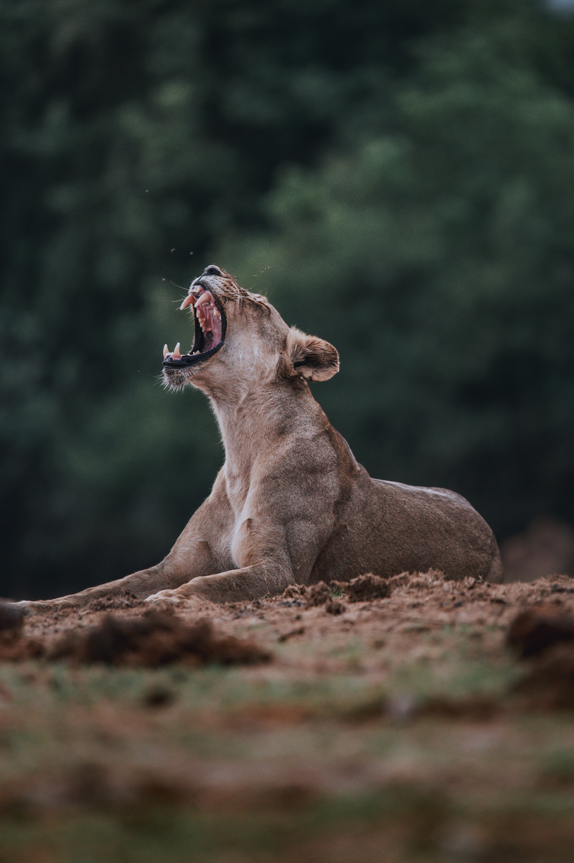 Majestät der Wildnis