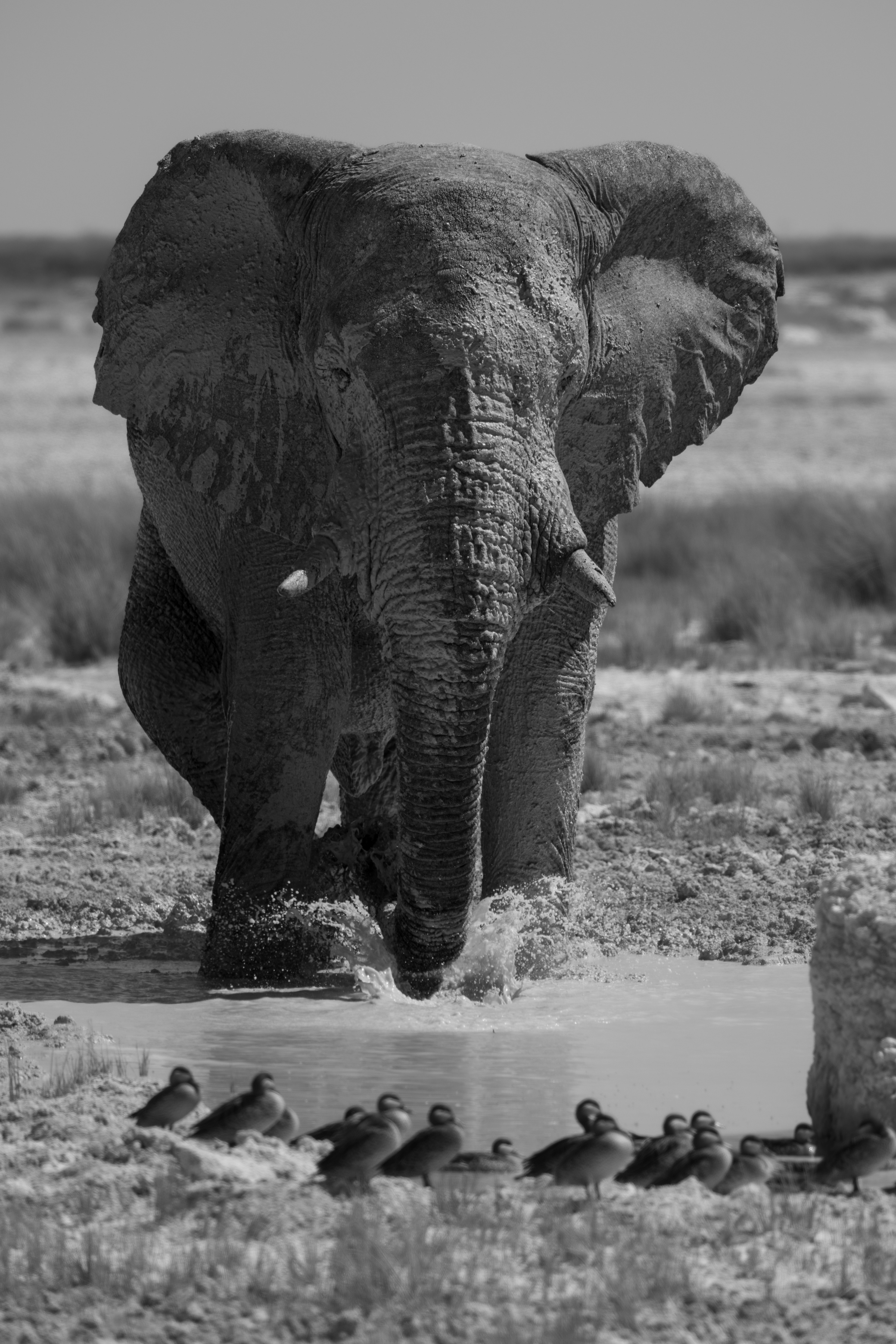 Majestätischer Gigant
