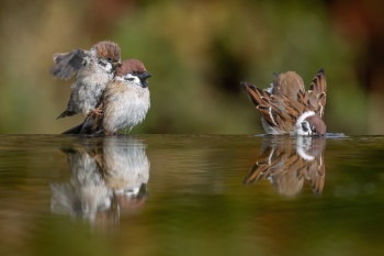 Feldspatzen am baden