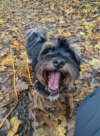 Glücklicher Hund