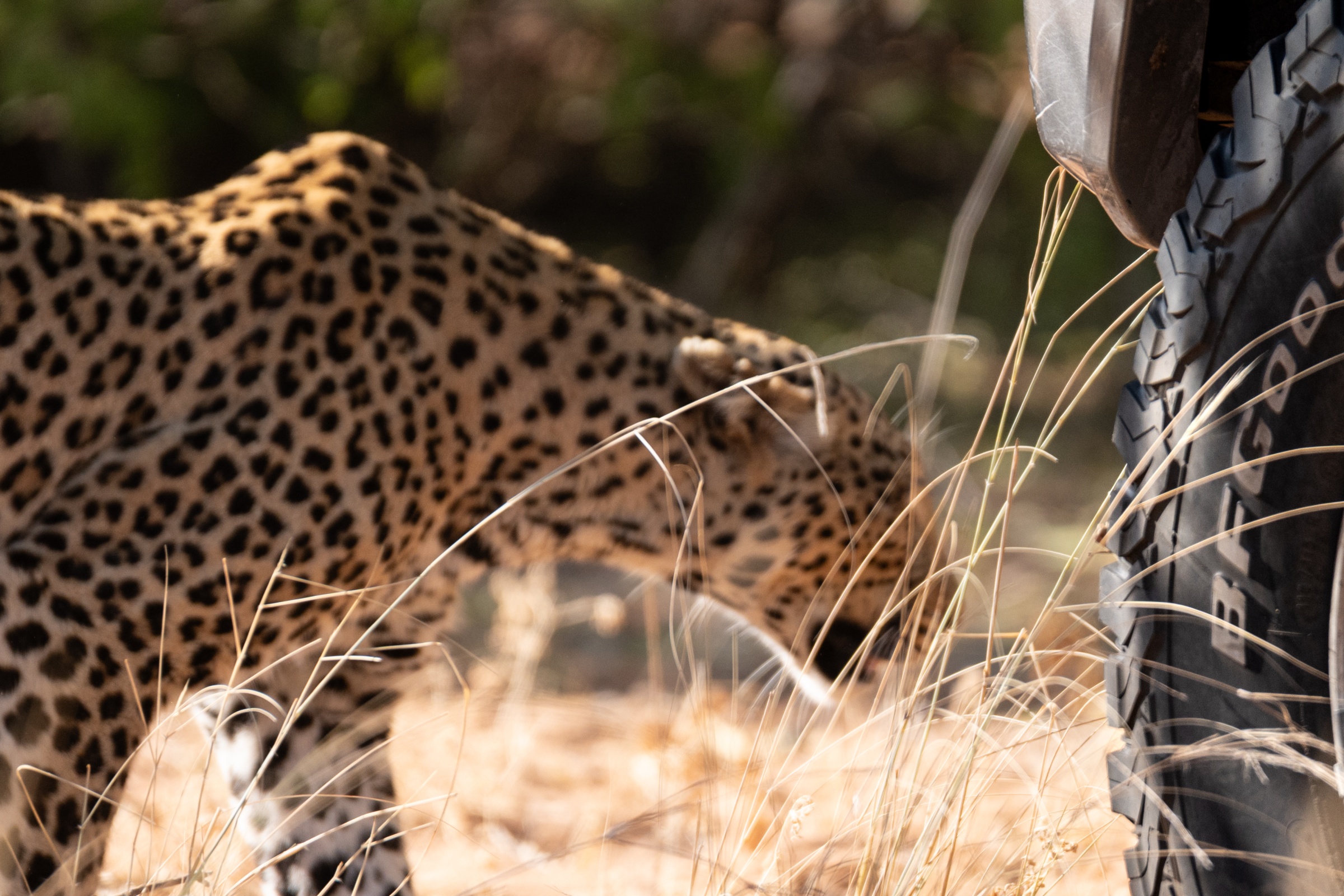 Killer auf leisen Pfoten