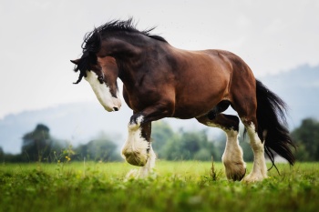 Shire in the Findest