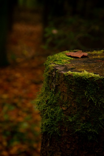 Wo das Leben weiteratmet