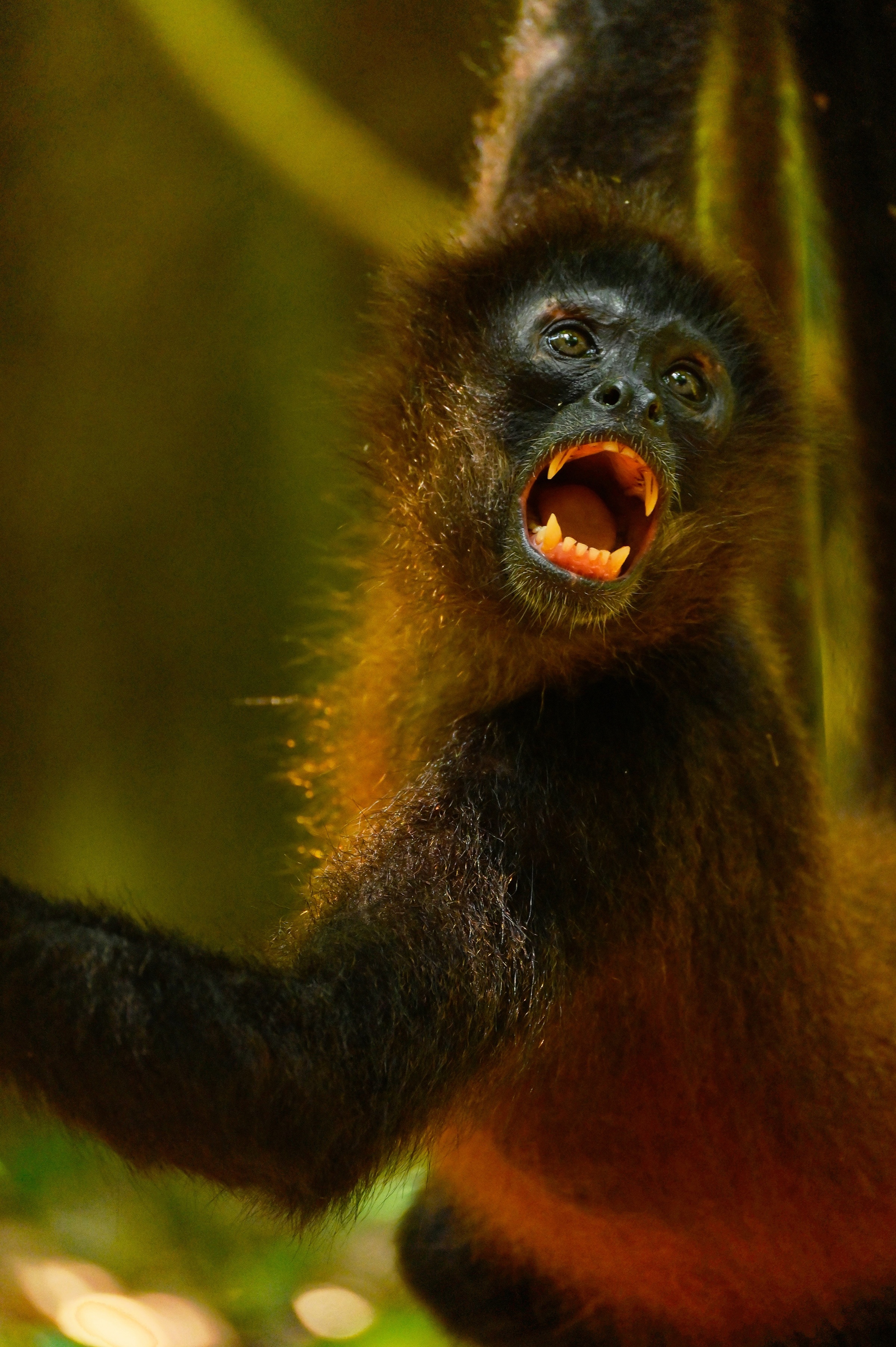 Ungezähmte Gefühle