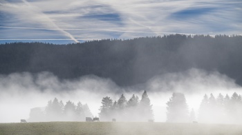Un regard de loup inattendu