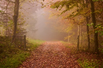 Automne en forêt