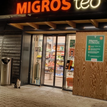 Katze vor dem Teo