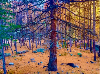 La forêt de pins se replie dans un silence d’or et de rouille