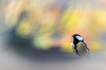 L'INTRIGUE