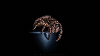Kleine Springspinne